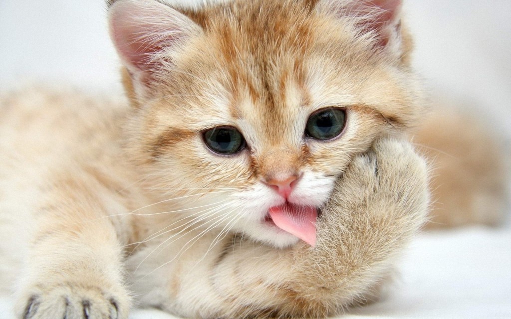 猫にも歯磨きが必要な理由と正しいお手入れの仕方