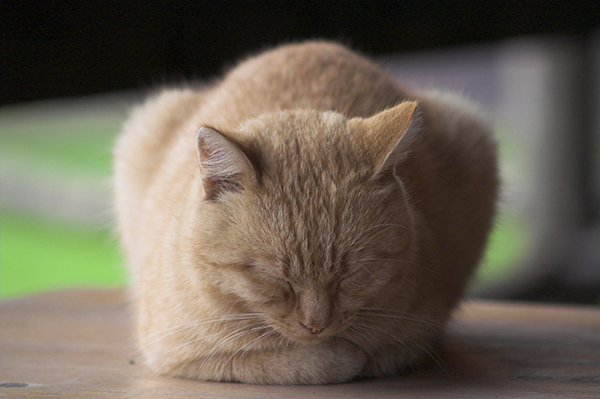 可愛い猫の壁紙 待ち受け 永久保存級 癒やし画像まとめ 猫画像どっと 猫ブログ