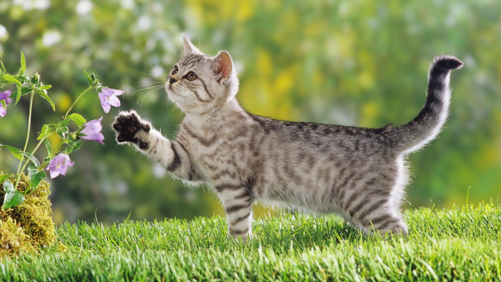 猫の種類で最もかわいいランキング画像と合わせてご紹介