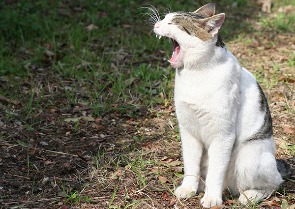 猫の鳴き声の意味☆ペットの気持ちが理解できる7つの特徴