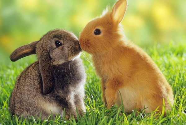 ウサギのキス