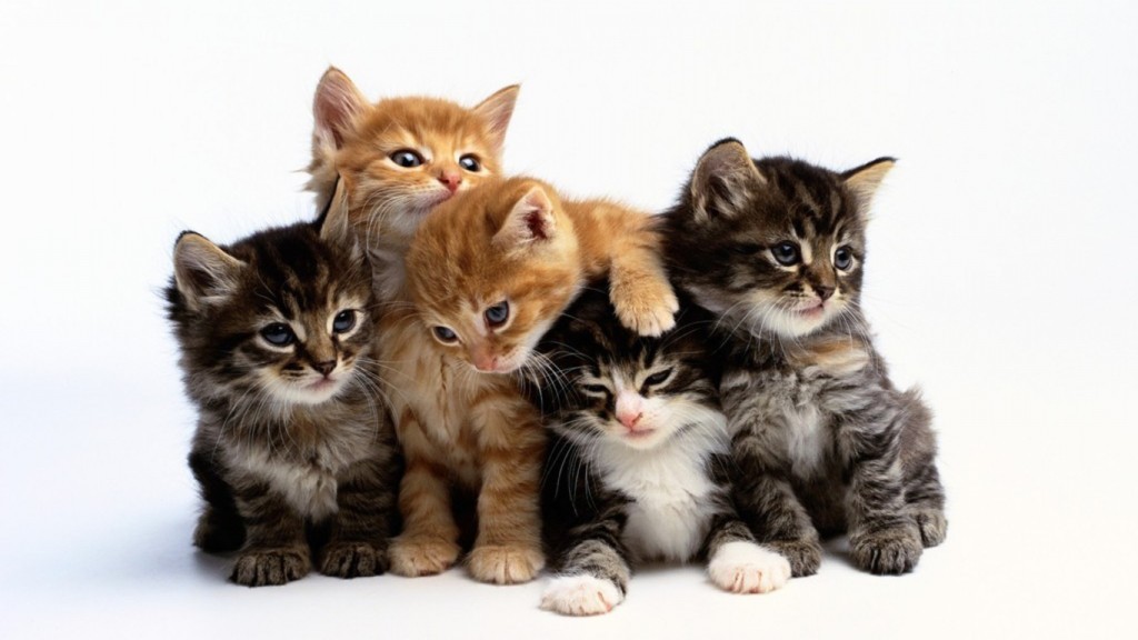 猫の里親になりたい人が注意したい６つのこと
