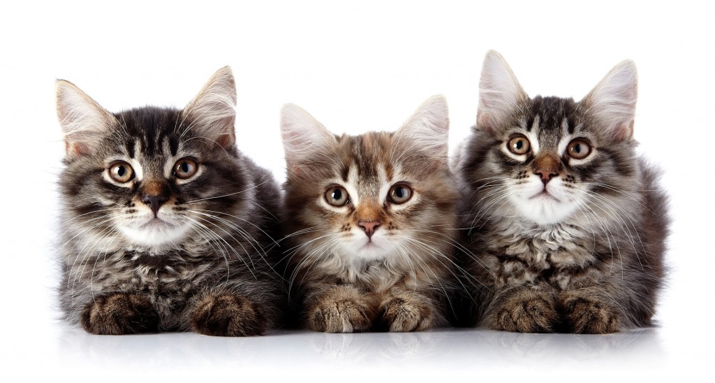 猫の種類を知るなら画像が最適★7つの品種 | 猫画像どっと 猫ブログ