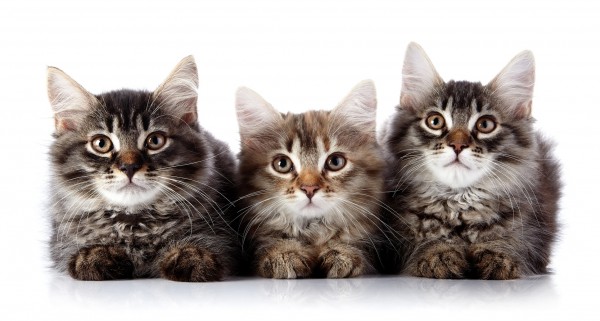 猫の種類を知るなら画像が最適★７つの品種