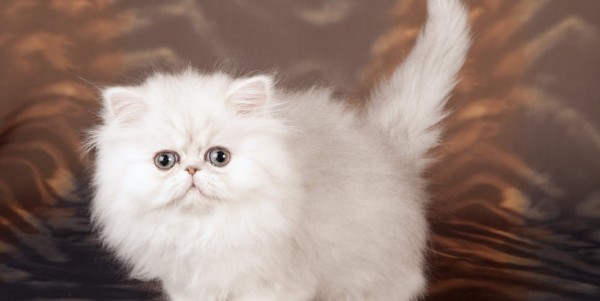 ペルシャ猫好きにはたまらないペルシャの魅力とは