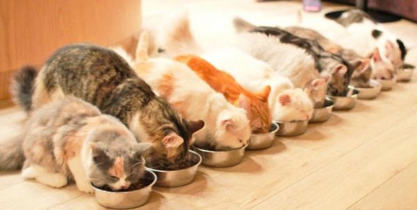 猫カフェでバイトしたい人が知っておくべき5つの情報