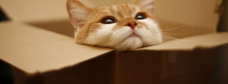 ＰＣの壁紙はやっぱ猫でしょ。おすすめ画像11選★