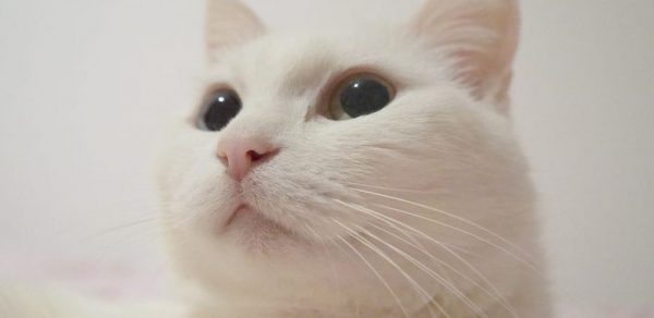 白猫が好きなら絶対はまる厳選画像