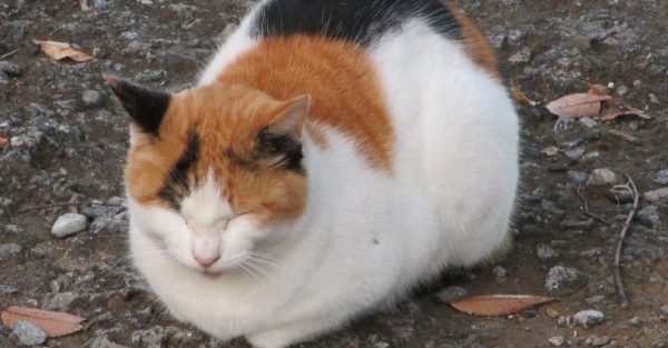 三毛猫好きにはたまらない7画像