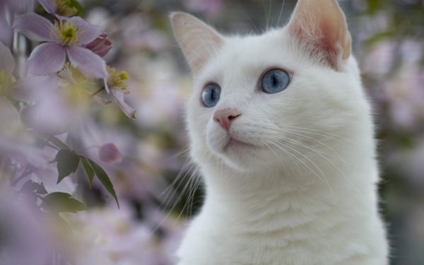 白い猫７