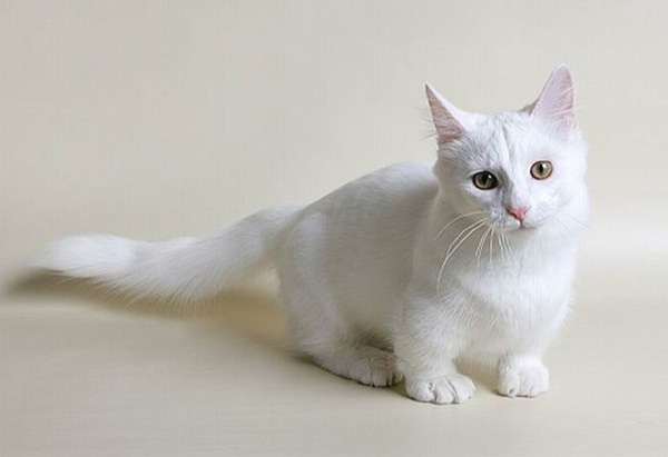 白い猫４