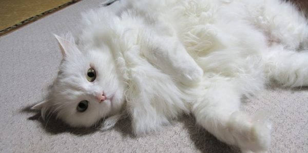 白猫好きにはたまらない11画像