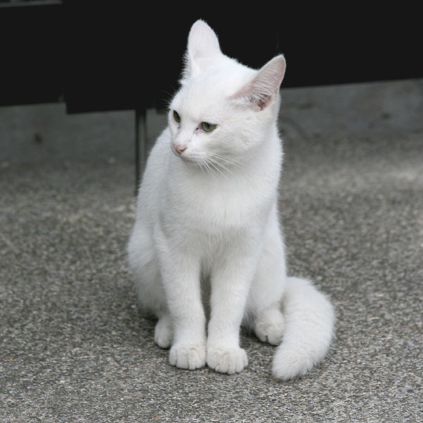 白い猫２