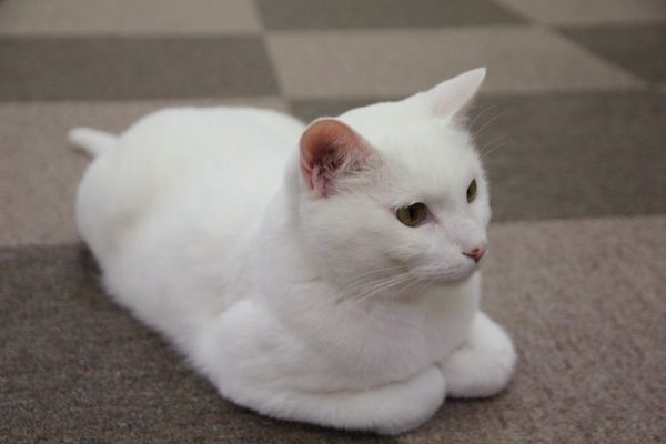 白い猫１